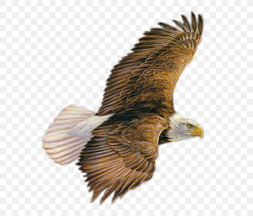 Bird Of Prey Clip Art, PNG, 592x700px, Bird, Accipitriformes, Animal, Bald Eagle, Beak Download Free