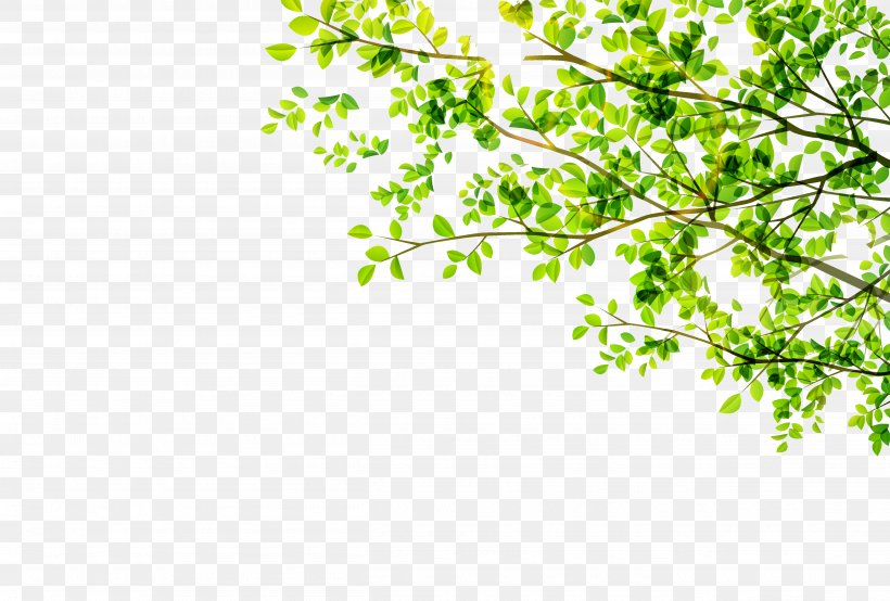 Leaf Green, PNG, 5032x3400px, Leaf, Branch, Flower, Grass, Green Download Free
