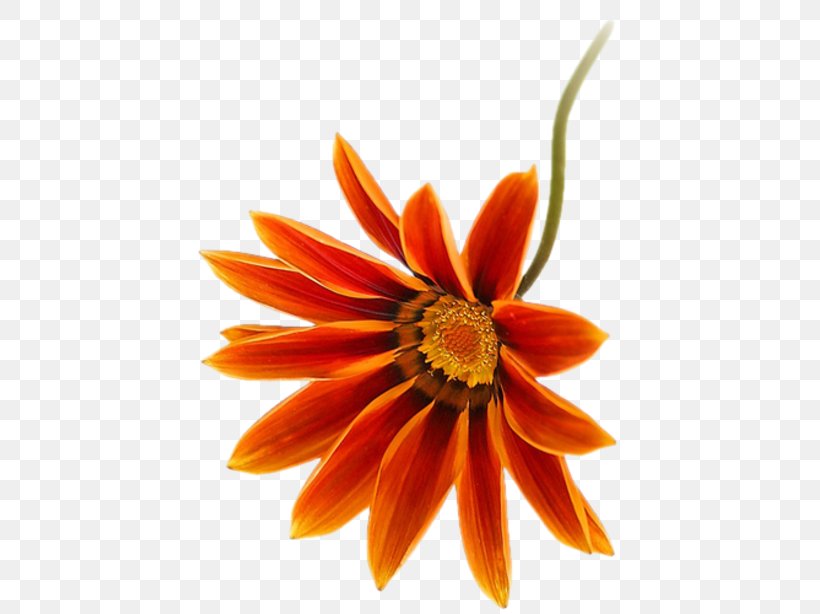 Transvaal Daisy Close-up, PNG, 433x614px, Transvaal Daisy, Close Up, Closeup, Daisy, Daisy Family Download Free
