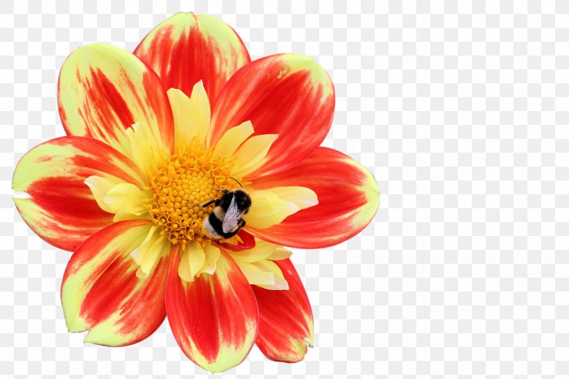 Dahlia Insect Bee Flower Blossom, PNG, 1280x853px, Dahlia, Bee, Blossom, Blume, Bumblebee Download Free