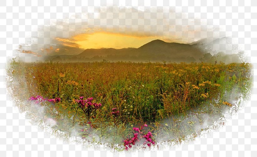 Desktop Wallpaper Kolej Tuanku Ja'afar Morning Meadow Computer, PNG, 800x500px, Morning, Computer, Flora, Flower, Grass Download Free