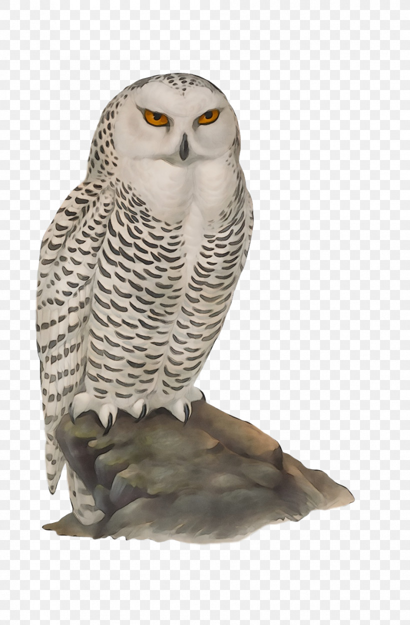 Great Grey Owl Falcon Hawk Owls Beak, PNG, 944x1440px, Watercolor, Beak, Falcon, Fra5q8, Great Grey Owl Download Free
