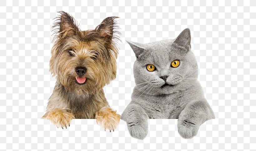 Pet Sitting Dog–cat Relationship Dog–cat Relationship, PNG, 629x485px, Pet Sitting, Animal, Animal Rescue Group, Animal Shelter, Animal Welfare Download Free