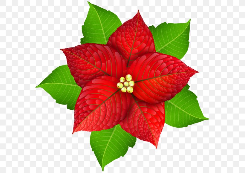 Poinsettia Christmas Flower Clip Art, PNG, 600x579px, Poinsettia, Christmas, Drawing, Flower, Leaf Download Free