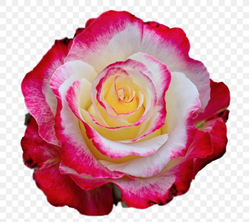 Rose Color Clip Art, PNG, 730x731px, Rose, Color, Cut Flowers, Floral Design, Floribunda Download Free