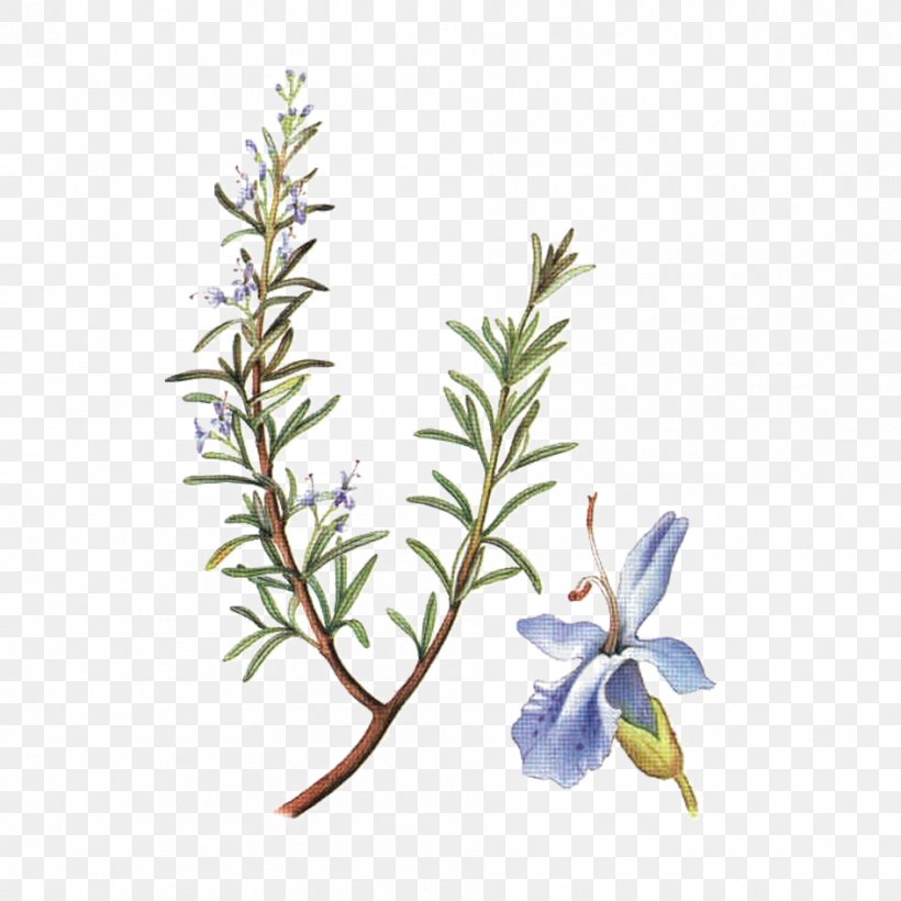 Food Rosemary Herb Gastritis Crónica, PNG, 945x945px, Watercolor, Cartoon, Flower, Frame, Heart Download Free