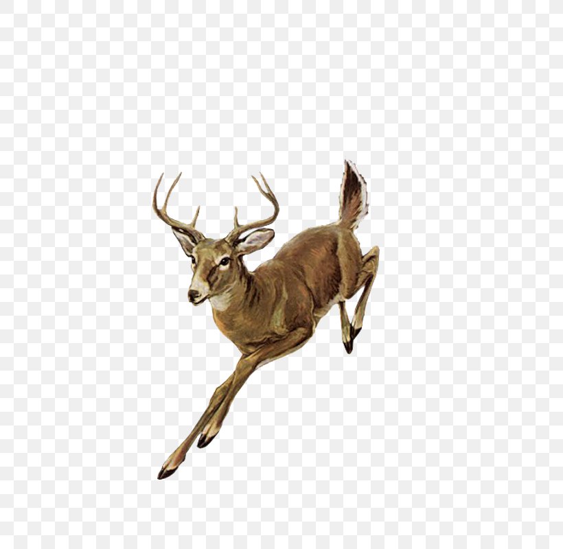 Red Deer, PNG, 800x800px, Deer, Animal, Antelope, Antler, Blog Download Free