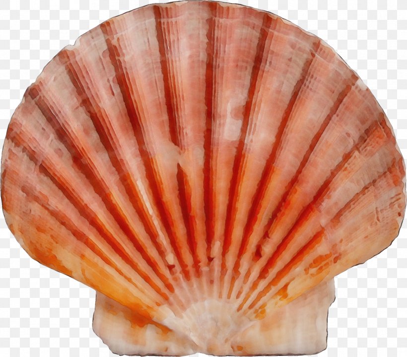 Shell Scallop Bivalve Cockle Shellfish, PNG, 1139x1000px, Watercolor, Bivalve, Clam, Cockle, Natural Material Download Free