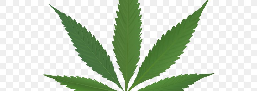 Cannabis Sativa Legalization Hemp, PNG, 554x290px, Cannabis, Cannabinoid, Cannabis Sativa, Cannabis Smoking, Drug Download Free
