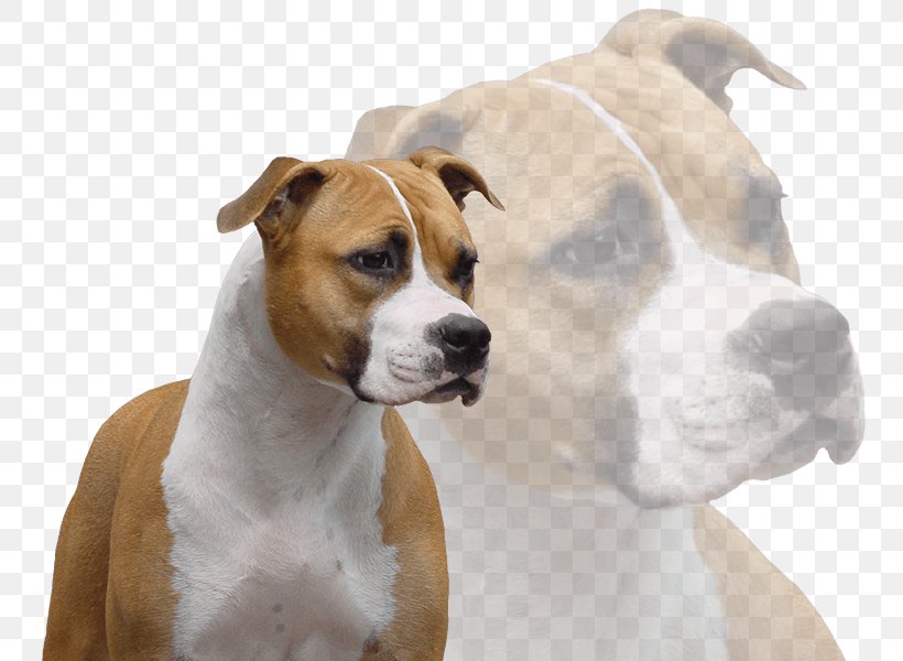 Dog Breed American Staffordshire Terrier American Pit Bull Terrier Staffordshire Bull Terrier, PNG, 793x600px, Dog Breed, American Pit Bull Terrier, American Staffordshire Terrier, Ataxia, Breed Download Free