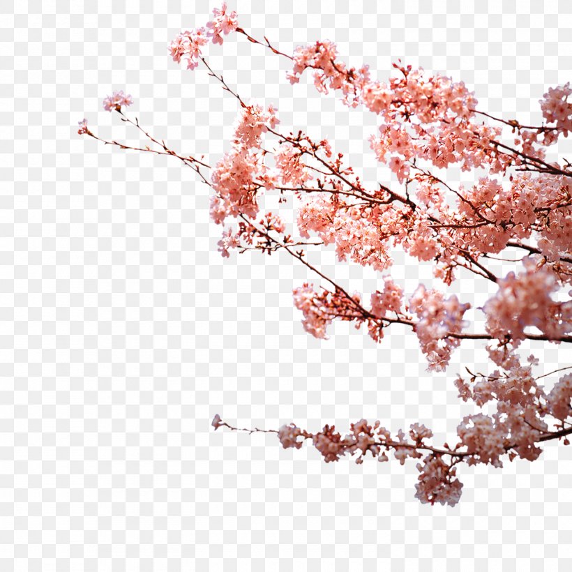 Flower Petal Plum Blossom, PNG, 1500x1500px, Flower, Blossom, Branch, Cherry Blossom, Designer Download Free