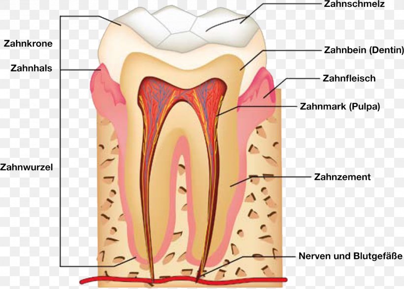 Human Tooth Dental Anatomy Human Anatomy, PNG, 1589x1137px, Watercolor, Cartoon, Flower, Frame, Heart Download Free