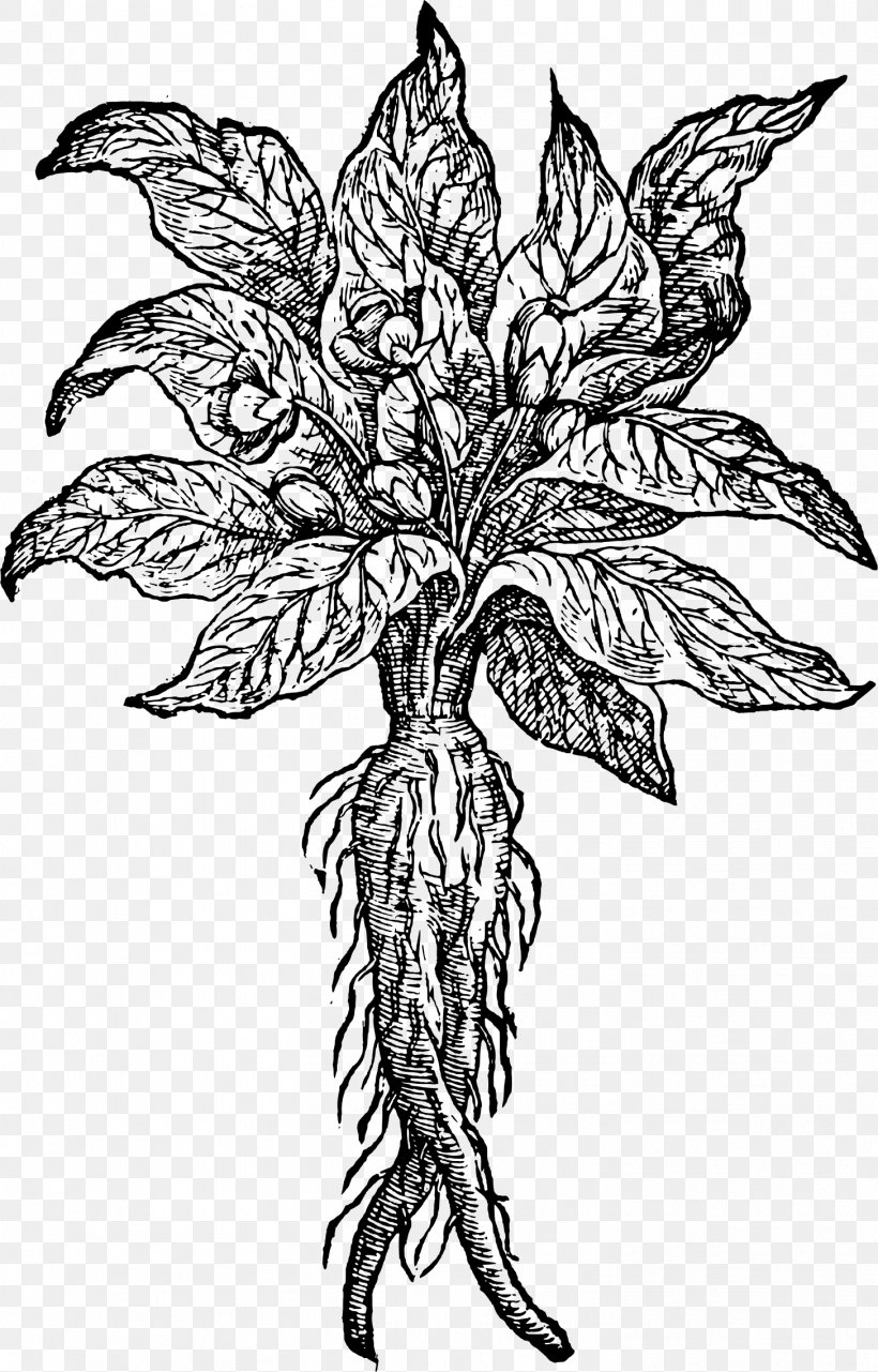 Mandrake Root Folklore Magic, PNG, 1456x2276px, Mandrake, Art, Black And White, Branch, Drawing Download Free