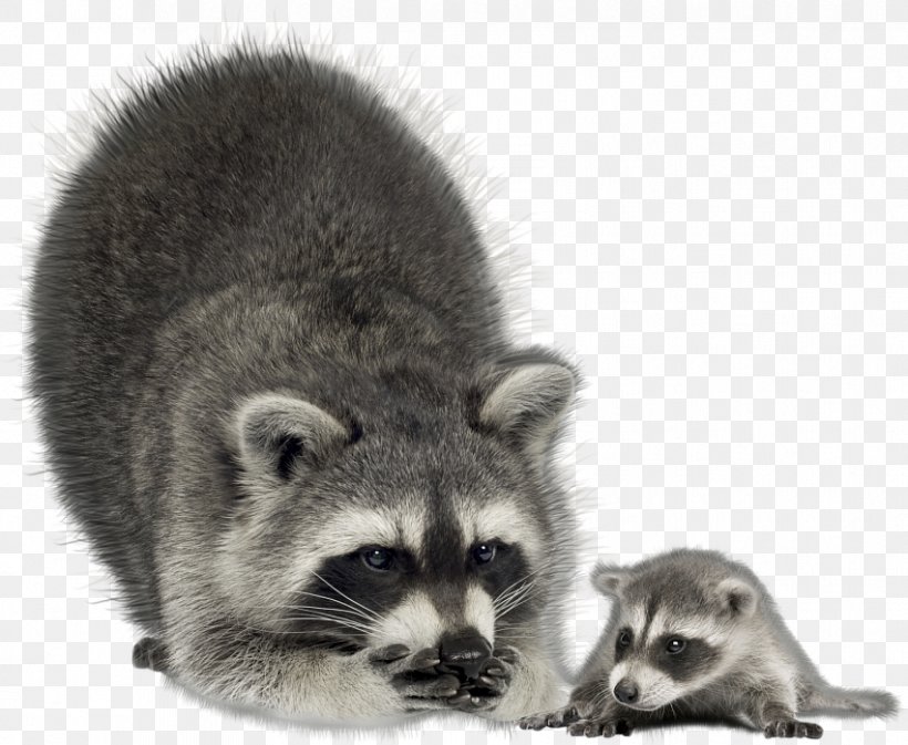 The Raccoon Clip Art, PNG, 851x699px, Raccoon, Carnivoran, Fur, Mammal, Procyon Download Free