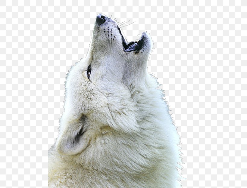 White Shepherd Berger Blanc Suisse Arctic Wolf Mexican Wolf Howl, PNG, 500x625px, White Shepherd, Animal, Arctic Fox, Arctic Wolf, Aullido Download Free