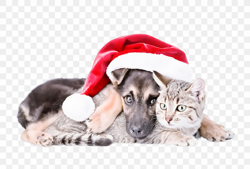 Cat Dog Kitten Puppy, PNG, 2432x1644px, Cat, Dog, Kitten, Puppy Download Free