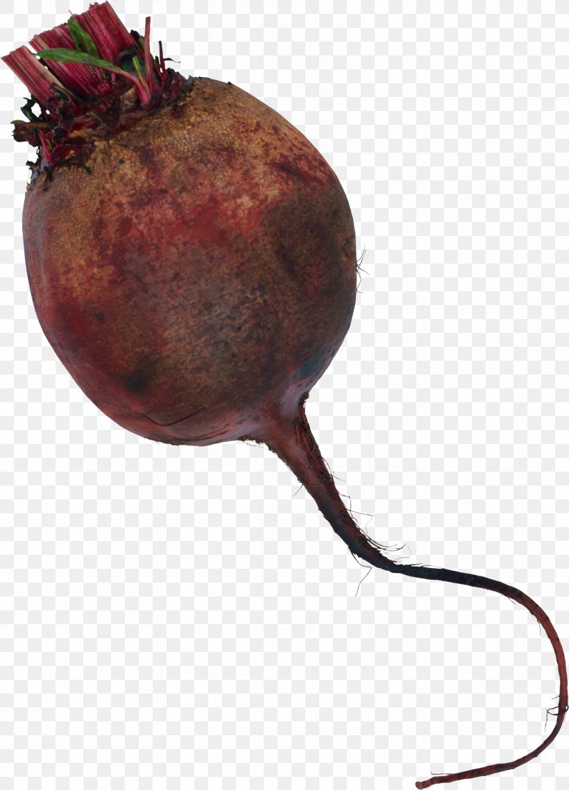 Common Beet Beetroot Clip Art, PNG, 3401x4725px, Common Beet, Beet, Beetroot, Button, Digital Image Download Free