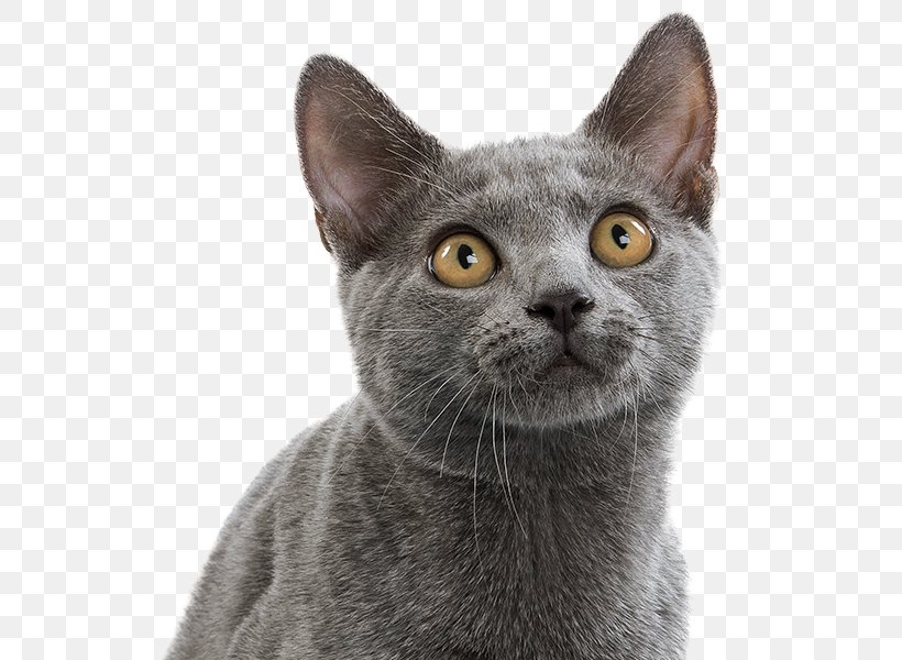 Korat Chartreux Russian Blue American Wirehair Malayan Cat, PNG, 600x600px, Korat, American Wirehair, Asian, British Shorthair, Burmese Download Free