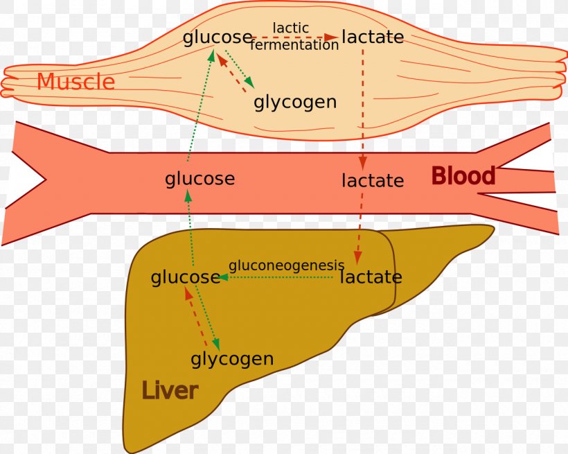 Lactic Acid Fermentation Cori Cycle Muscle Glycogen, PNG, 1280x1023px, Lactic Acid, Acid, Acidosis, Area, Blood Download Free