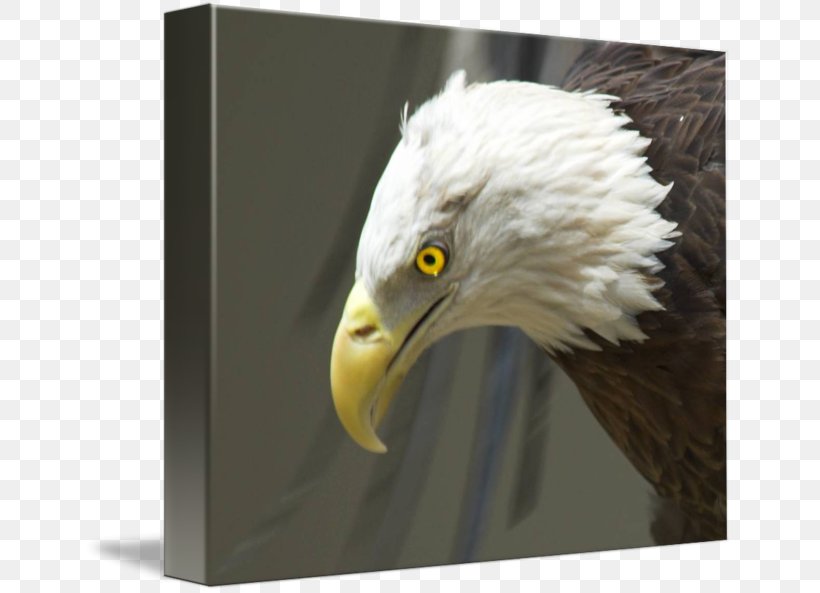 Bald Eagle Beak Feather, PNG, 650x593px, Bald Eagle, Accipitriformes, Beak, Bird, Bird Of Prey Download Free