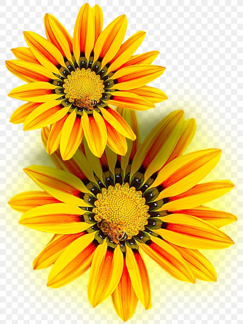 Flower Yellow, PNG, 960x1280px, Flower, Annual Plant, Chrysanths, Color, Cut Flowers Download Free