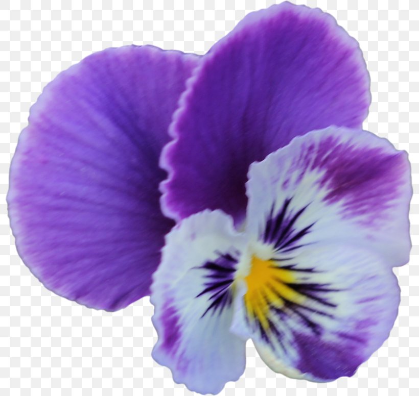 Pansy Violet Flower Clip Art, PNG, 800x776px, 2015, 2017, Pansy, Drawing, February Download Free
