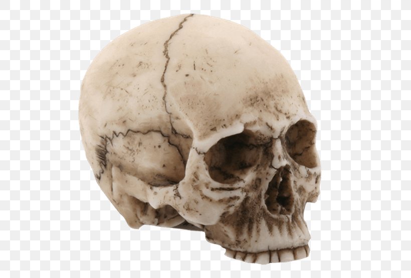 Skull Jaw Human Head Statue Homo Sapiens, PNG, 555x555px, Skull, Bone, Day Of The Dead, Figurine, Head Download Free