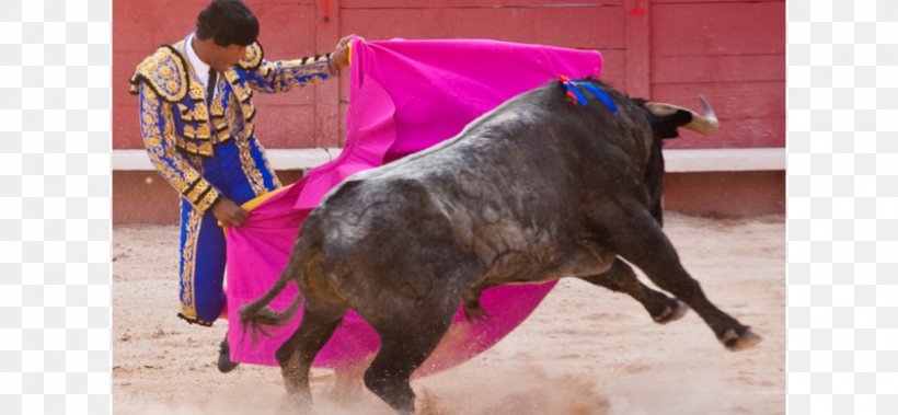 Spanish-style Bullfighting Bullfighter Maestranza, PNG, 1728x800px, Bullfighting, Animal Sports, Bull, Bullfighter, Bullring Download Free