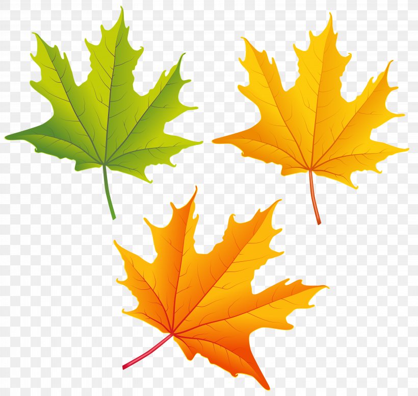 Autumn Leaf Color Autumn Leaf Color Clip Art, PNG, 6312x5975px, Autumn, Art, Autumn Leaf Color, Leaf, Maple Leaf Download Free