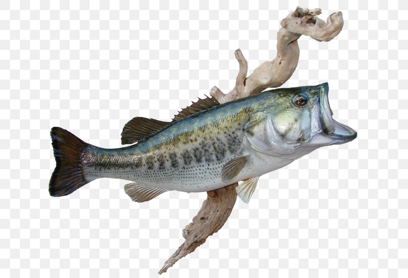 Barramundi Fish Perch Cod Fauna, PNG, 650x559px, Barramundi, Animal, Animal Figure, Bass, Bass Guitar Download Free