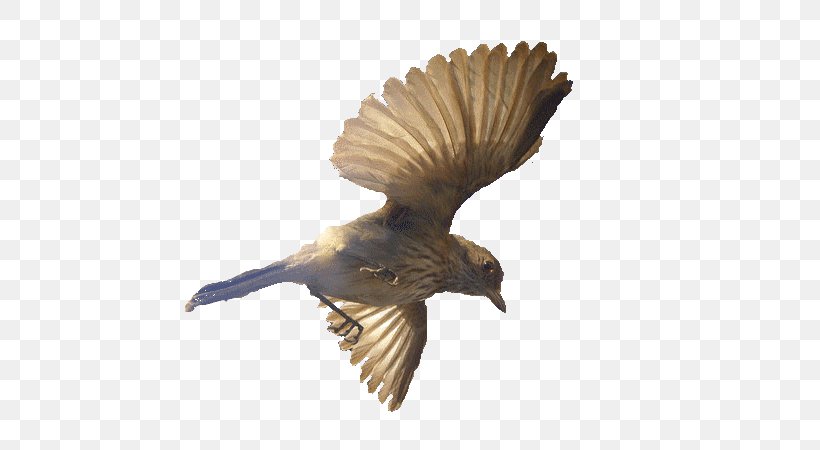 Bird Image Photograph PhotoScape Dance, PNG, 600x450px, Bird, Beak, Bird Of Prey, Buzzard, Color Download Free