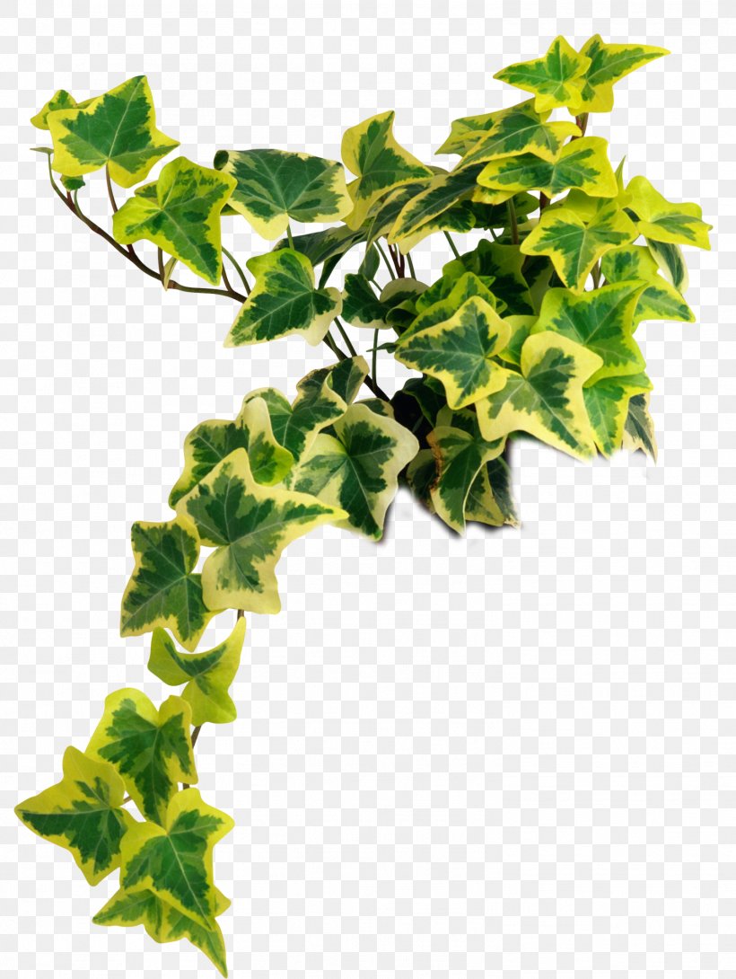 Common Ivy Houseplant Vascular Plant Common Fig, PNG, 1504x2000px, Common Ivy, Branch, Common Fig, Fern, Fig Trees Download Free
