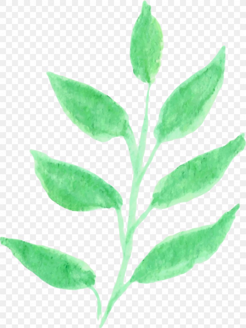 Leaf Plant Stem Herb Organism, PNG, 1317x1755px, Leaf, Herb, Organism, Plant, Plant Stem Download Free