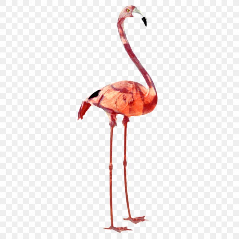 Plastic Flamingo Bird Image Pink, PNG, 904x904px, Plastic Flamingo, American Flamingo, Beak, Bird, Feather Download Free
