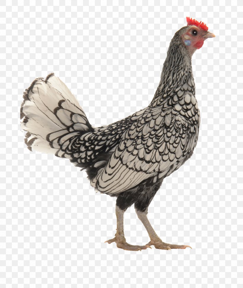 Barnevelder Ancona Chicken Andalusian Chicken Bird Rooster, PNG, 845x1004px, Barnevelder, Ancona Chicken, Andalusian Chicken, Beak, Bird Download Free