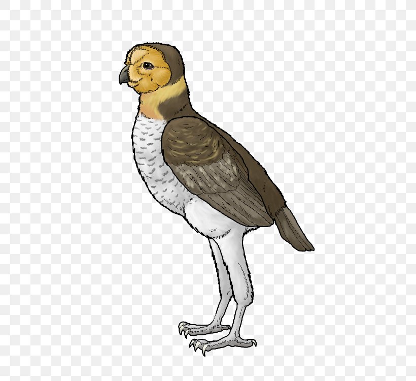 Ornimegalonyx Bird Dinosaur Darwinopterus Modularis Fossil, PNG, 500x750px, Ornimegalonyx, Accipitriformes, Andean Condor, Animal, Beak Download Free