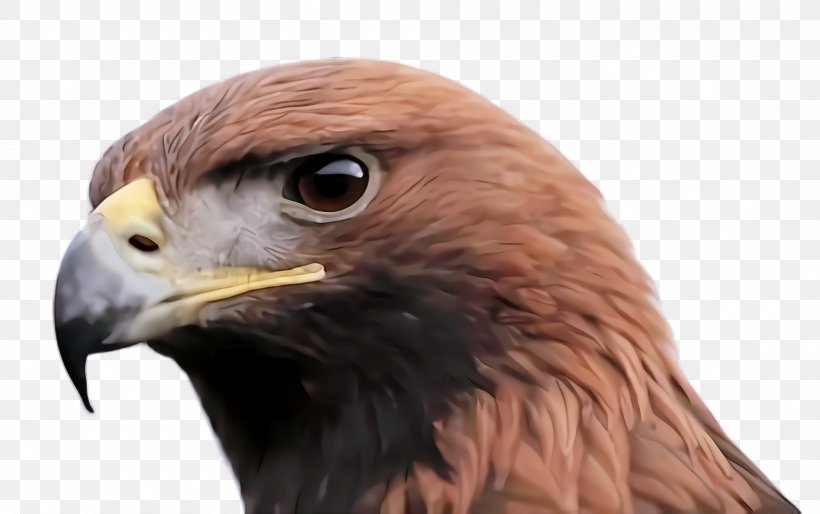 Bird Beak Bird Of Prey Golden Eagle Hawk, PNG, 2000x1256px, Bird, Accipitridae, Beak, Bird Of Prey, Eagle Download Free