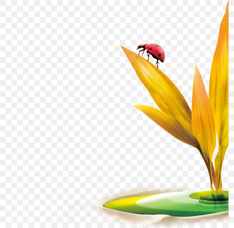 Ladybird Insect Clip Art, PNG, 800x800px, Ladybird, Coccinella Septempunctata, Coccinelle, Flower, Grasses Download Free