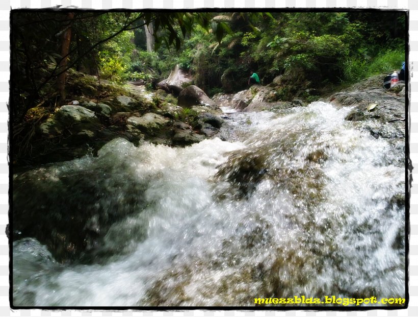 Water Resources Nature Reserve Stream Vegetation Watercourse, PNG, 1600x1213px, Water Resources, Arroyo, Body Of Water, Creek, Fluvial Landforms Of Streams Download Free