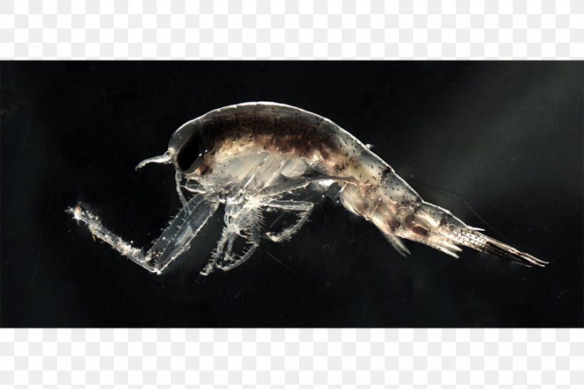 Arctic Jellyfish Zooplankton Polar Night Copepod, PNG, 900x600px, Arctic, Animal, Aurelia Aurita, Copepod, Darkness Download Free