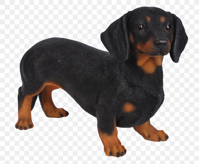 Dachshund Rottweiler Irish Setter King Charles Spaniel Garden