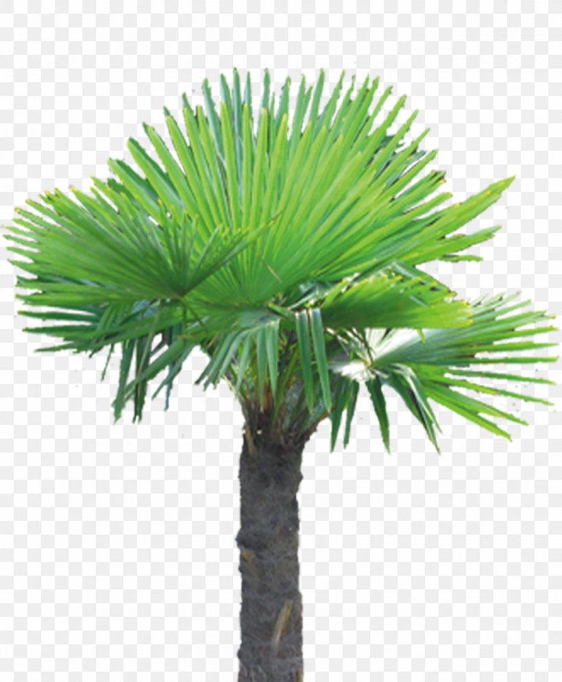 Horticulture Tree Flowerpot Asian Palmyra Palm, PNG, 976x1185px, Horticulture, Arecales, Asian Palmyra Palm, Borassus Flabellifer, Date Palm Download Free
