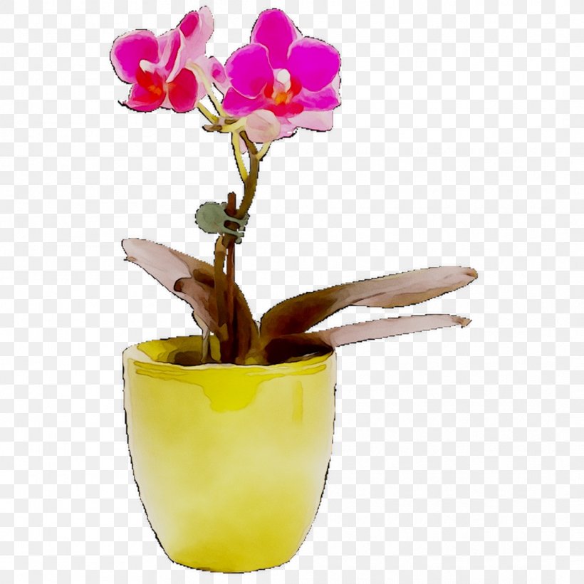 Moth Orchids Cattleya Orchids Cut Flowers, PNG, 1062x1062px, Moth Orchids, Cattleya, Cattleya Orchids, Cut Flowers, Flower Download Free
