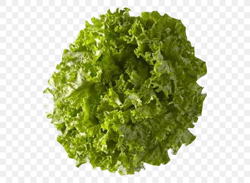 Romaine Lettuce Food Leaf Lettuce Salad Dressing Ranunculus Inundatus, PNG, 800x600px, Romaine Lettuce, Aquarium, Food, Hemianthus Callitrichoides, Kale Download Free