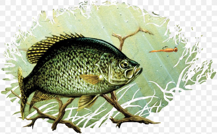 Black Crappie Drawing Painting Largemouth Bass Art, PNG, 900x556px, Black Crappie, Amphibian, Art, Bass, Crappie Download Free