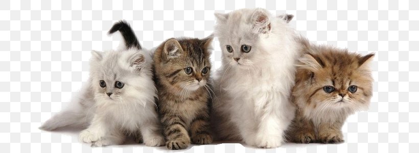 Cattery Dog Kitten Pet, PNG, 694x300px, Cat, British Semi Longhair, Carnivoran, Cat Like Mammal, Cats Dogs Download Free