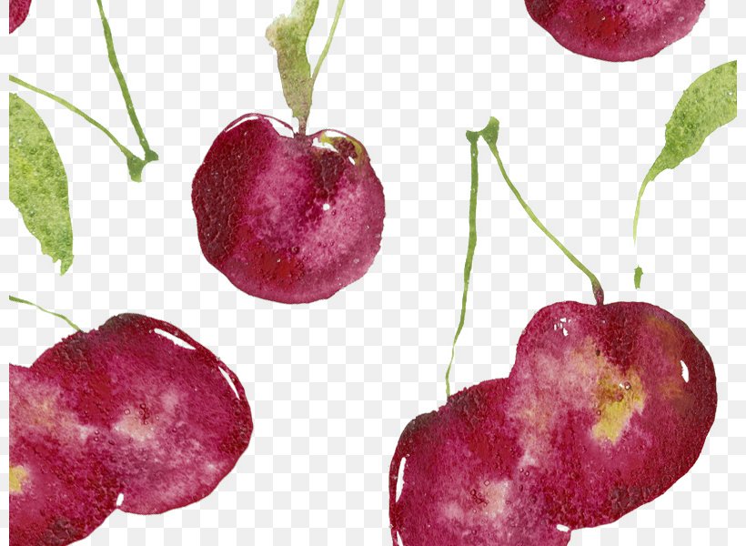 Cherry Watercolor Painting Illustration, PNG, 800x600px, Cherry, Apple, Cherry Blossom, Dribbble, Food Download Free