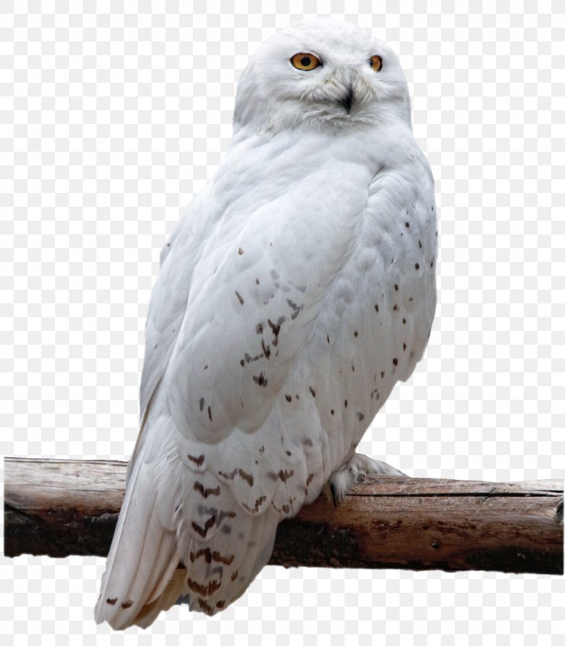 Owl Bird, PNG, 1550x1773px, Owl, Barn Owl, Beak, Bird, Bird Of Prey Download Free