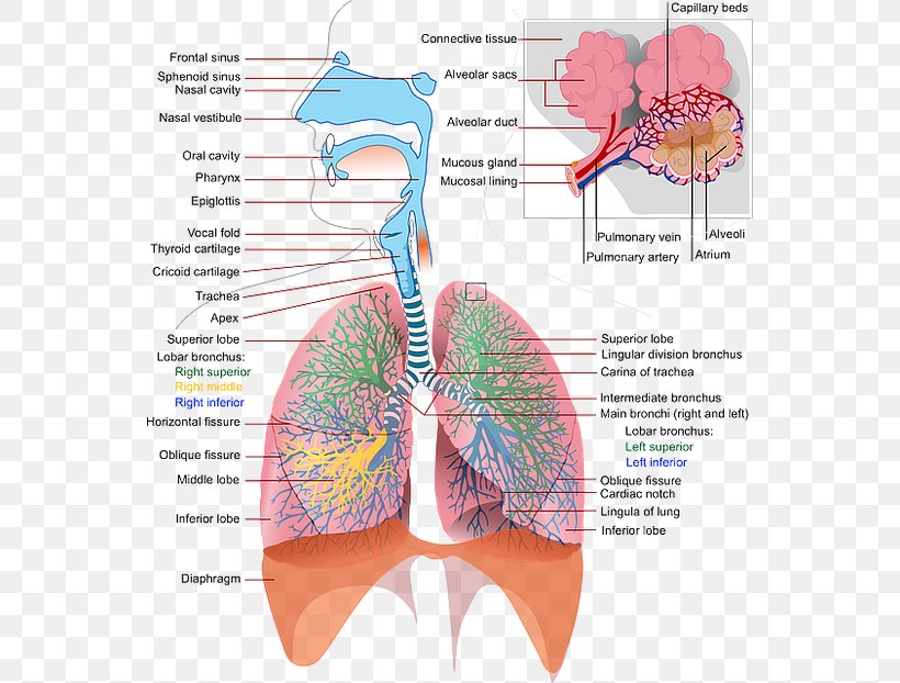The Respiratory System Respiration Anatomy Human Skeleton, PNG, 552x622px, Watercolor, Cartoon, Flower, Frame, Heart Download Free