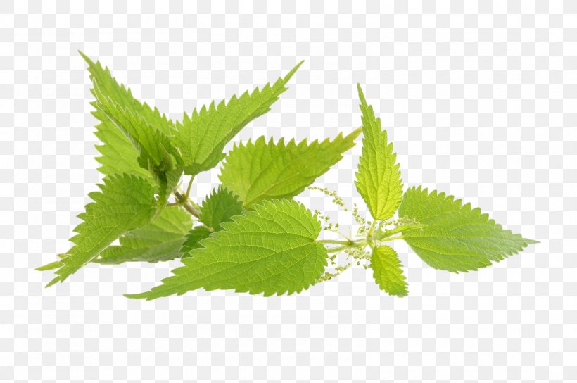 Common Nettle Herb Medicinal Plants Infusion, PNG, 1600x1063px, Common Nettle, Extract, Health, Herb, Herbaceous Plant Download Free